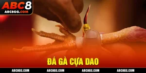 Đá gà cựa dao